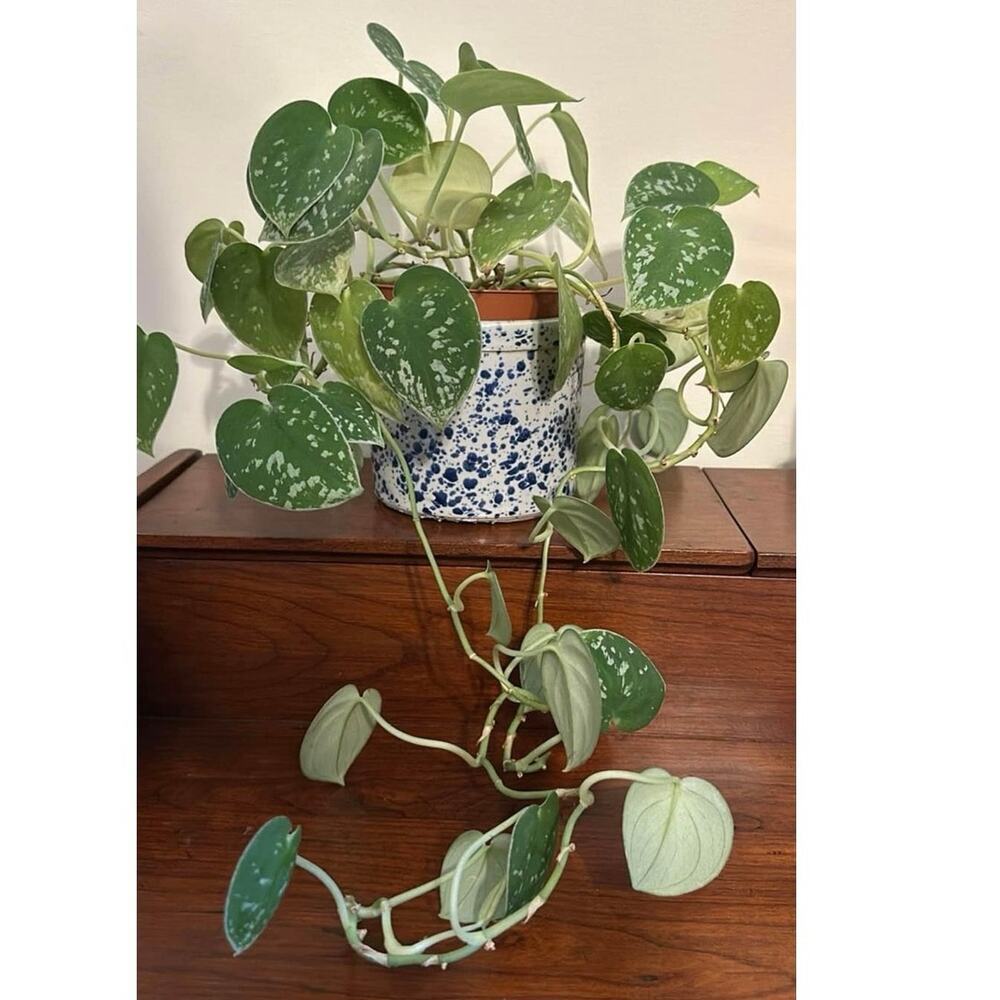 Unique Vintage Stoneware Croc Canister Jar Butter Dish Planter - Picture 9 of 9